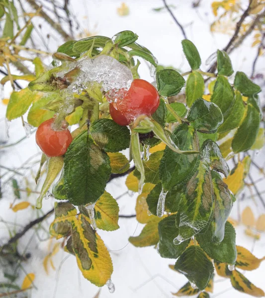  Karda gül kalçası, dallar ve portakallı buzlu meyvelerin fotoğrafı.