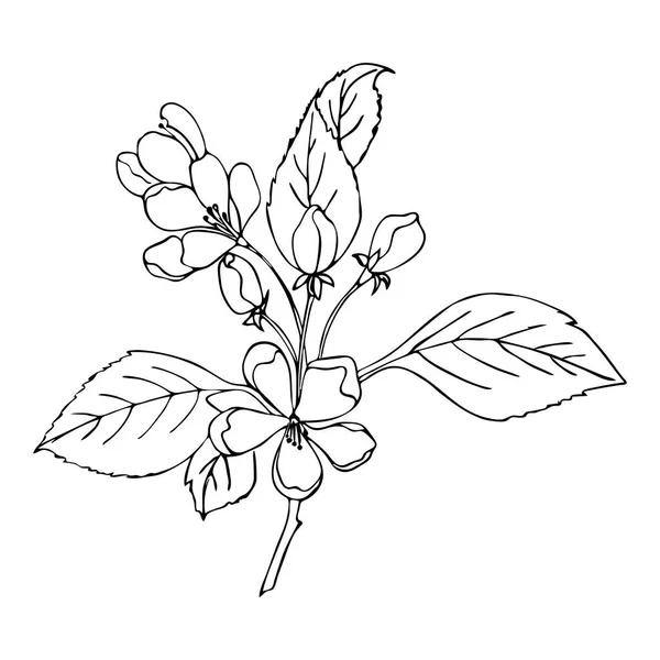 Ramo de cereja sakura com flores, estilo rabiscar, desenho de mão de contorno. — Vetor de Stock