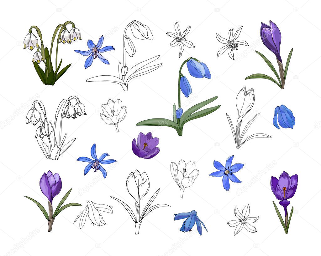 Set of spring flowers, contour hand drawing and color, on a white background, isolated. Crocus, scilla, leocojum, snowdrop, white flower.