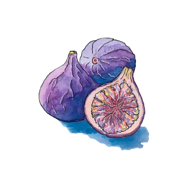 Vector figs watercolor sketch, isolated, white background. — Stok Vektör