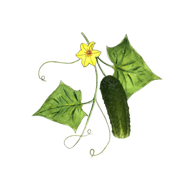 Folhas de pepino, chicotes e aquarela flor, foto de fruta natural, colagem aquarela com pepino, esboço. No fundo branco. — Fotografia de Stock
