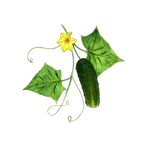Gurkenblätter, Peitschen und Blütenaquarell, Naturfruchtfoto, Aquarell-Collage mit Gurke, Skizze. Auf weißem Hintergrund. — Stockvektor