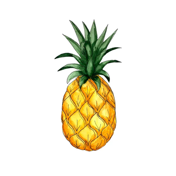 Ananas aquarel schets, Ananas, Zwart schets, Oranje groene kleur, Hand werkje, Op een witte achtergrond, Geïsoleerd. — Stockfoto