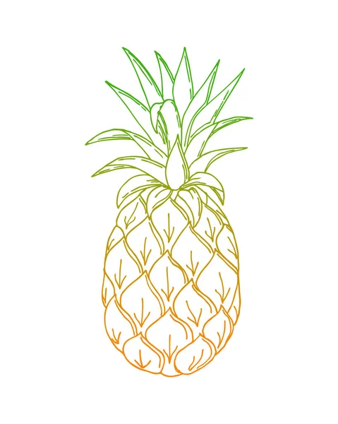 Ananas-Kritzeln, Ananas, Farbe oranggrüne Gradienten-Konturzeichnung, auf weißem Hintergrund, isoliert. — Stockvektor