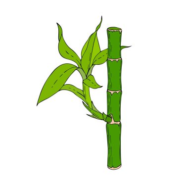 Yaprakları ve genç filizleri olan bambu çubuğu, el çizimi, karalama, renk, izole edilmiş, beyaz arka plan.