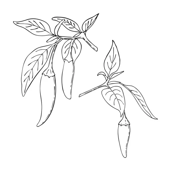 Chili Pepper hot set contour black handmade doodling drawing. Spice. Pepper branch with leaves and fruits. Isolated. White background. — Stockvektor