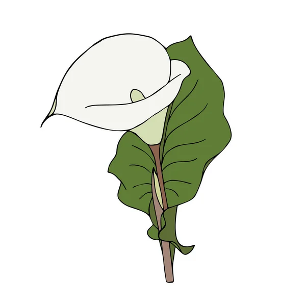 Calla fleur dessin à la main gribouillage, simple, bourgeon de couleur blanche, isolé, sur fond blanc. — Image vectorielle