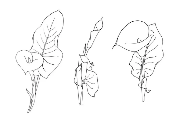 Set med kalla blomma med blad klottra stil kontur svart hand ritning på vit bakgrund isolerad — Stock vektor