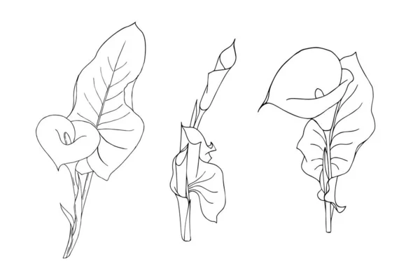 Σύνολο λουλούδι calla με φύλλα doodling στυλ περίγραμμα μαύρο χέρι σχέδιο σε λευκό φόντο απομονωμένο — Διανυσματικό Αρχείο