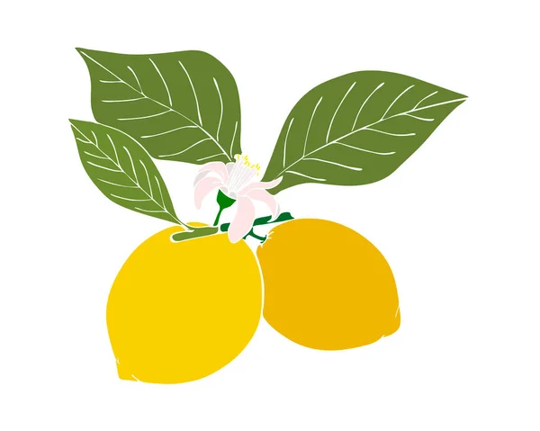 葉のあるレモンの枝果実の花、輪郭なし、手描きの人形、白い背景に隔離された. — ストックベクタ