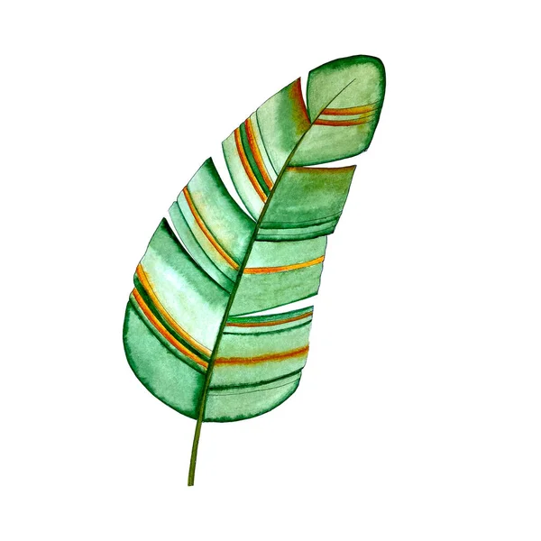 Bananenblatt Aquarell tropisch, Handzeichnung, stilisiert, isoliert. — Stockfoto
