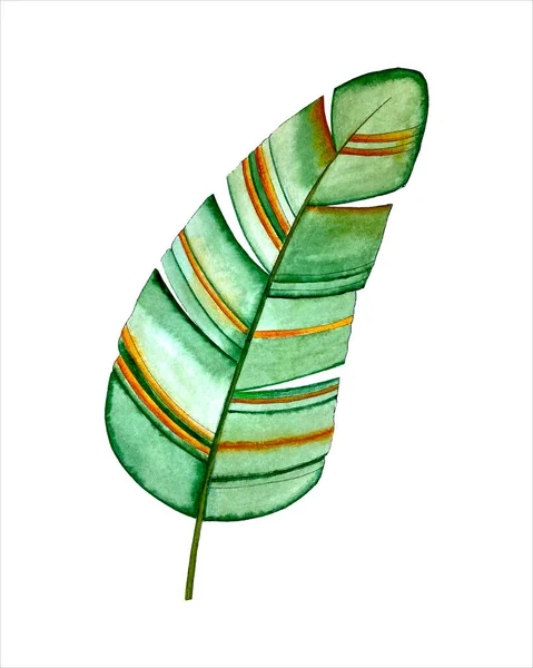 Bananblad akvarell tropisk, handritning, stiliserad, isolerad. — Stock vektor