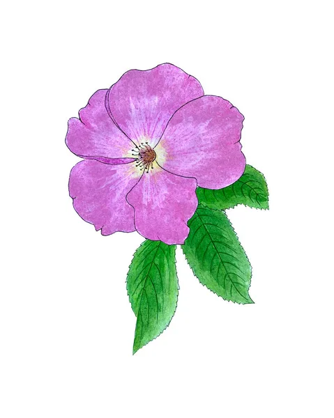 Rosehip suluboya el çizimi, yeşil yapraklı pembe tomurcuk, çizim.