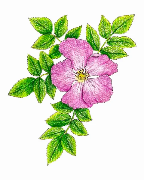 Шиповник розовый с листьями ветки, ручной рисунок, эскиз. — стоковый вектор