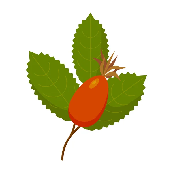 Ροδόχειρο φυτό με φύλλα, μούρα, απομονωμένο. Rosehip χρήση σε τσάι από βότανα, καλλυντικά, κατάστημα, σαλόνι ομορφιάς, φυσικά βιολογικά προϊόντα υγειονομικής περίθαλψης. — Διανυσματικό Αρχείο