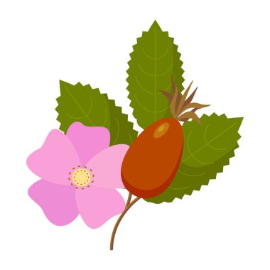 Yapraklı, böğürtlenli, soyutlanmış gül ağacı çiçekleri. Bitki çayı, kozmetik ürünleri, mağaza, güzellik salonu, doğal organik sağlık ürünleri.
