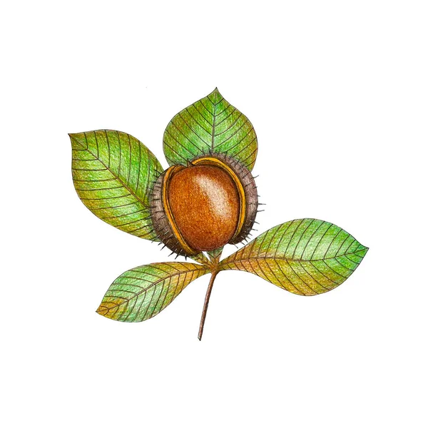 Desenho de uma castanha. Aquarela e arte a lápis. Ramo com folhas de planta marrom e verde. Em um fundo branco isolado. — Fotografia de Stock