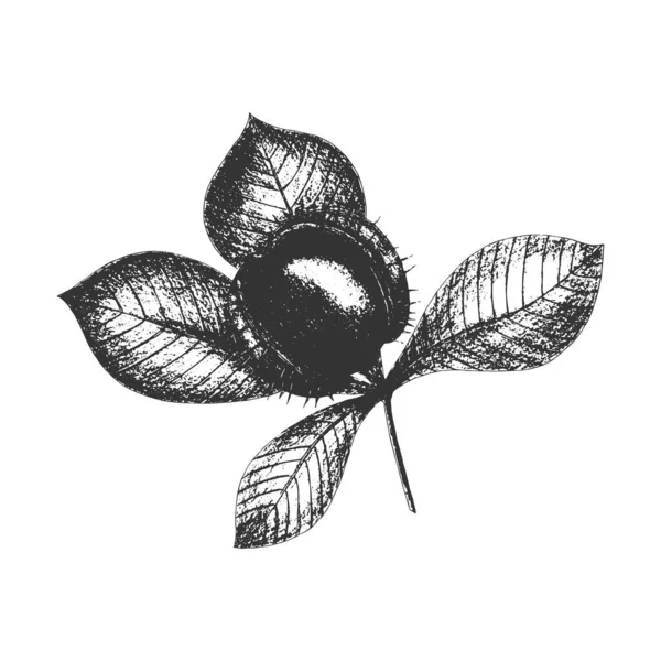 Stampa marrone timbro nero, disegno a mano vettoriale, icona, ramo con foglie e frutti, isolato su sfondo bianco. — Vettoriale Stock