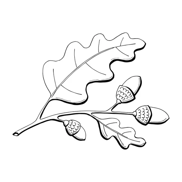 Feuilles de branches de chêne et glands. Dessin à la main, gribouillage, contour. Éléments d'automne. Décor saisonnier de récolte d'automne. Pour étiquette, badge, badge, décoration saisonnière. — Image vectorielle