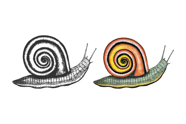 Caracol conjunto de dibujo a mano, boceto sello impresión color naranja amarillo, aislado, fondo blanco. Elemento de diseño. — Vector de stock