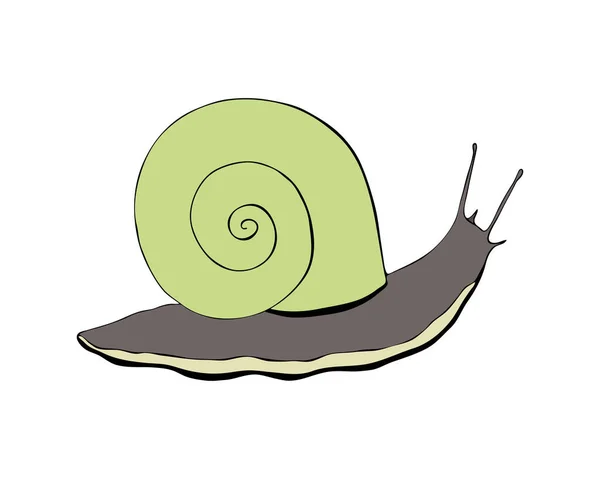 Caracol contorno rabiscar desenho da mão, silhueta preta, isolado, fundo branco. —  Vetores de Stock