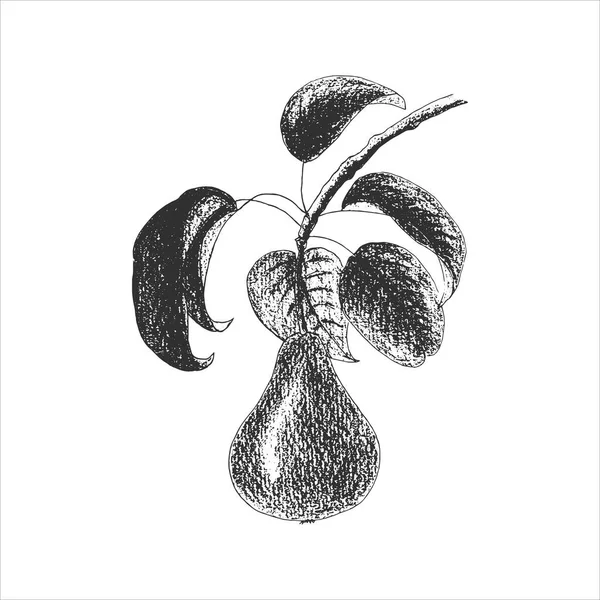 Ramo di pera con frutta e foglie, stampa, impronta, timbro, disegno a mano a matita, stile incisione, isolato, sfondo bianco. — Vettoriale Stock
