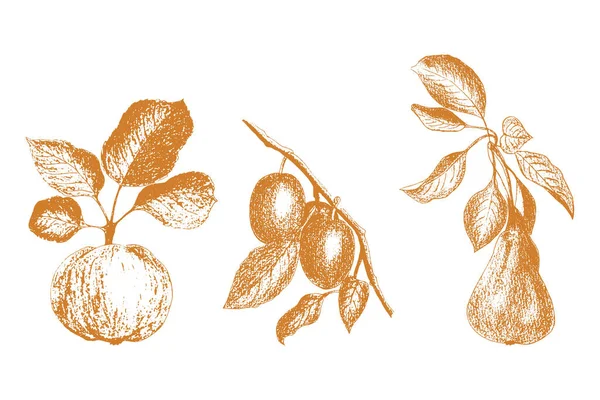 Gyümölcsgrafikai kézi rajz, körtés almás szilva. Impresszum, bélyegző, elszigetelt, fehér alapon. — Stock Vector