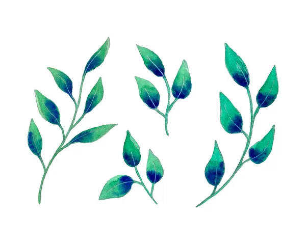 Conjunto folha botânica aquarela, desenho à mão, folhas ramos, elementos de design, isolado, fundo branco. — Vetor de Stock