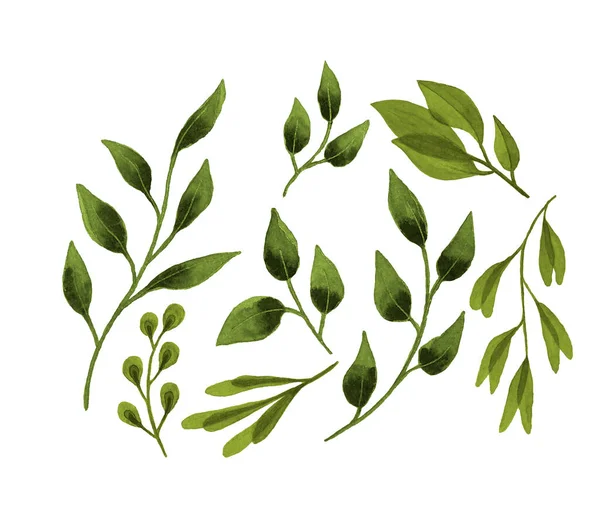 Ensemble de feuilles vertes et de brindilles d'aquarelle, dessin à la main, sur fond blanc, éléments pour la conception. — Photo
