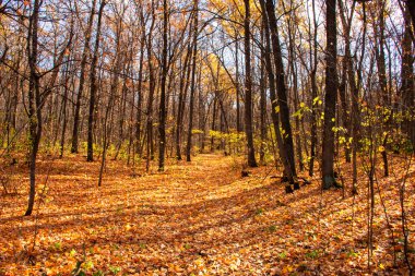 Salavat yakınlarındaki sonbahar ormanı.