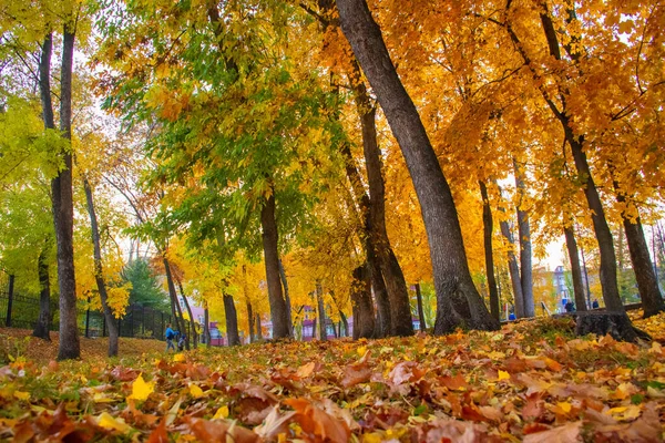 Şehir parkında altın sonbahar. Fotoğraf, Bashkortostan Cumhuriyeti 'nin Salavat kentindeki şehir parkında çekildi.