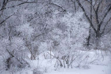 Buz örnekleri. Kış ormanı manzarası3color