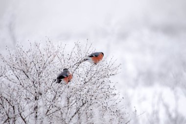 Bir dalda bir çift ispinoz