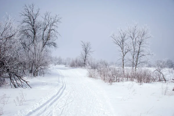 city ski trail in the forest outside the city