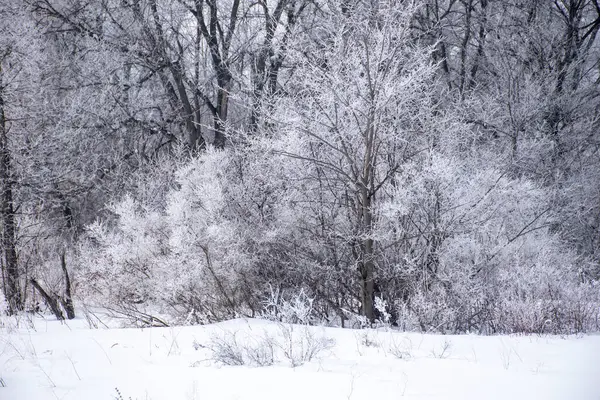 Ormanda kış. Hoarfrost ağaçları