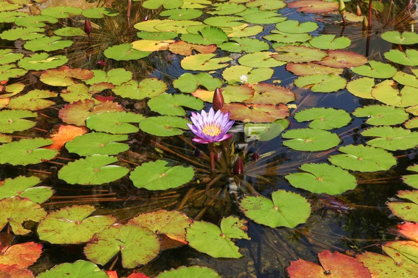 Water lily — Stock Photo, Image