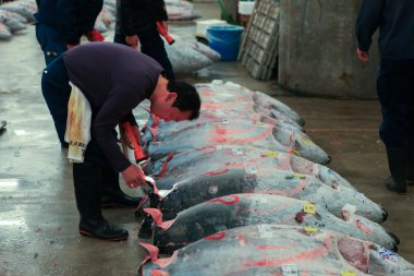 Ünlü Tuna artırmada Tsukiji Balık pazarı