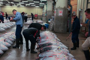 Ton balığı müfettiş olarak ünlü Tuna ihale, Tsukiji Balık pazarı - Tokyo, Japonya