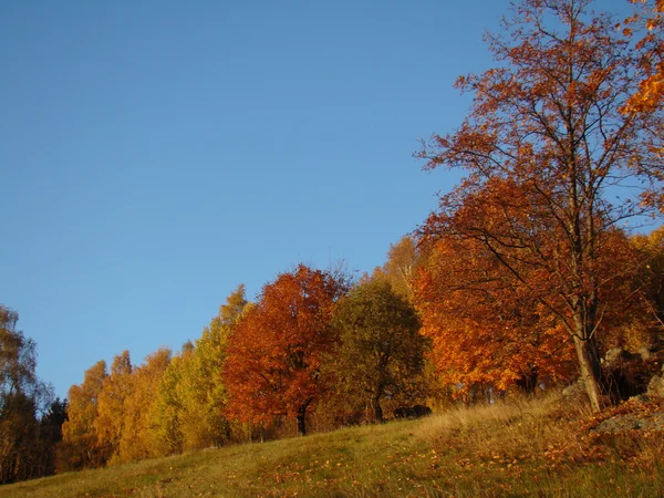Jesienią drzewa linii — Zdjęcie stockowe