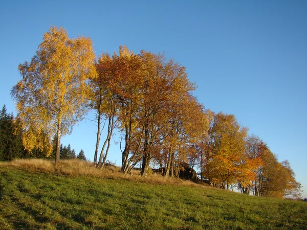 Linha de árvore outono — Fotografia de Stock