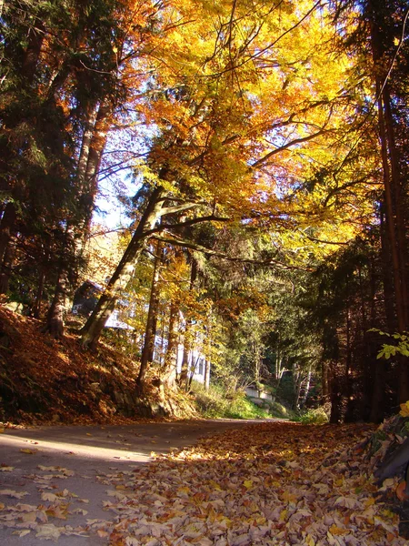 Autumn road — Stock Photo, Image