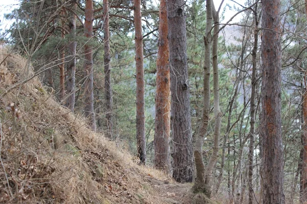 O caminho na floresta — Fotografia de Stock