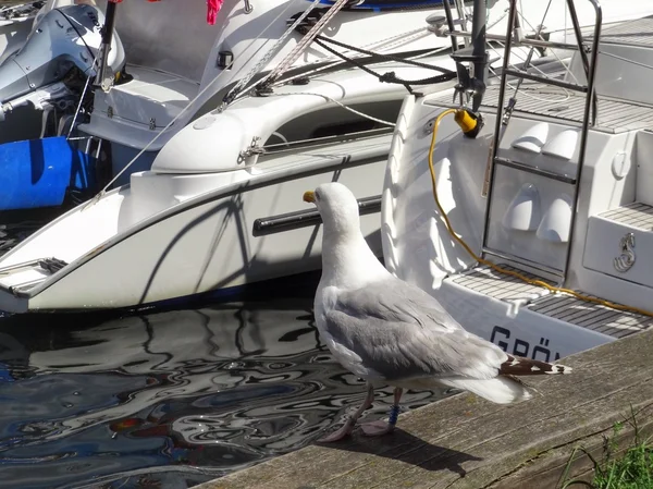 Martılar. Malmo. İsveç. Yaz 2015 — Stok fotoğraf