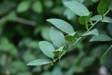 Yaprakların manzarası ve bir limon ağacının gövdesi