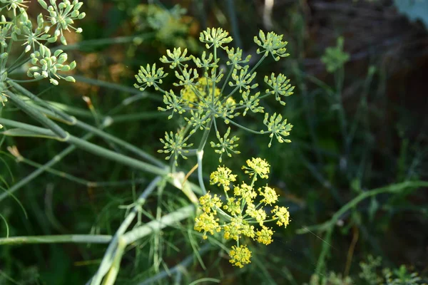 View Fennel Plant Flower Garden — ストック写真