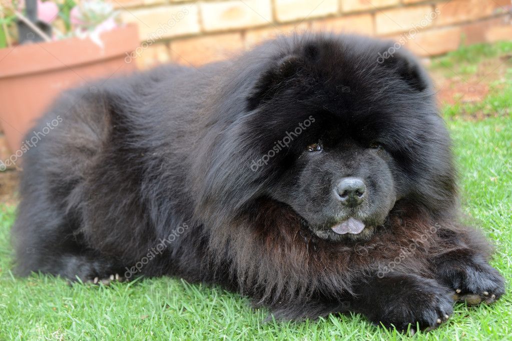 big black chow chow