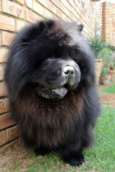 Chow chlupatý černý pes — Stock fotografie