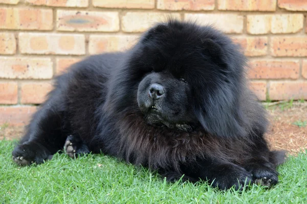 Chow Hairy Black Dog Стоковая Картинка