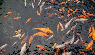 Sazan havuzunda yüzen bir sürü süslü sazan balığı ya da Koi balığı