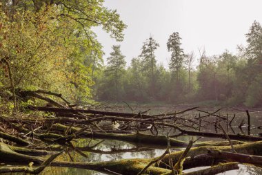 Doğada orman ve göl manzarası